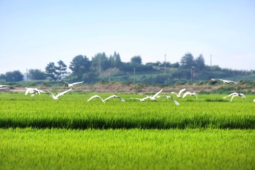 hern  rice paddies  rural