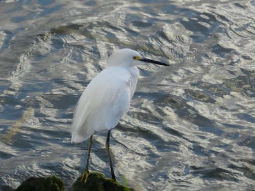 heron bird nature