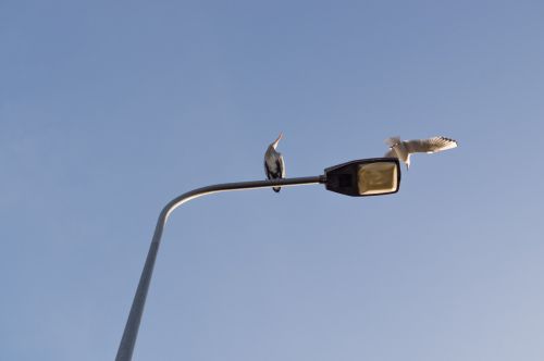 heron lamp post seagull
