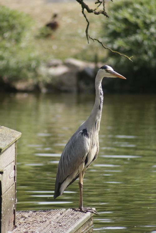 heron wildlife bird