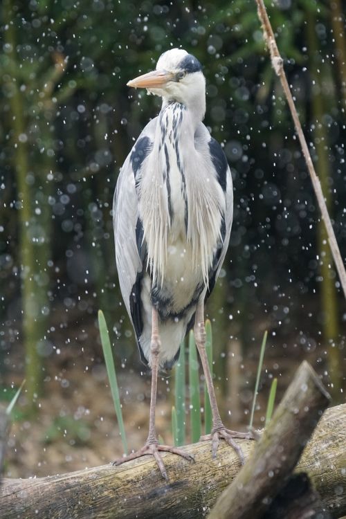 heron snowfall grey heron