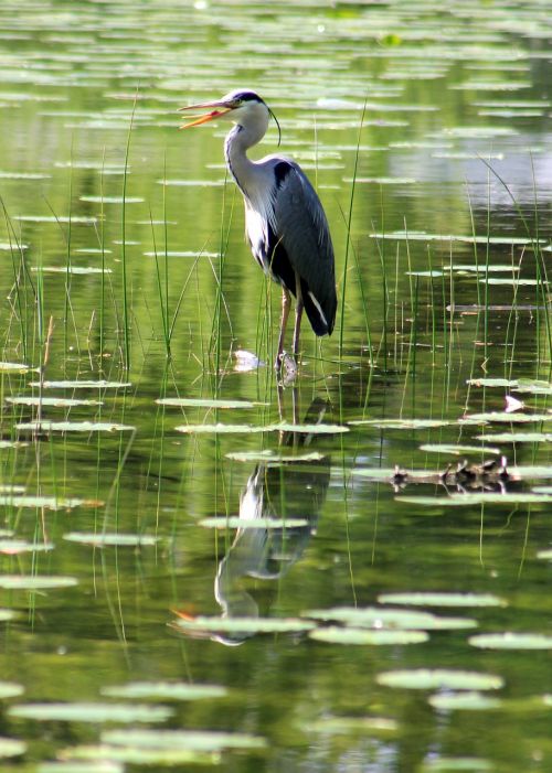 heron bird pond