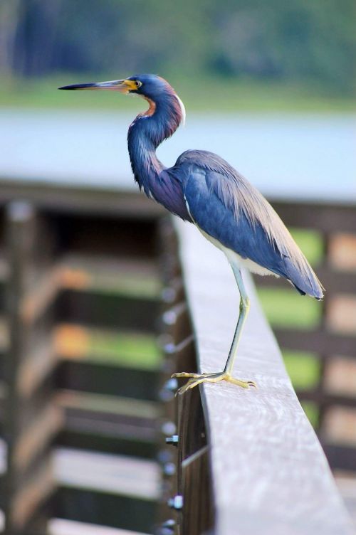 heron bird wildlife