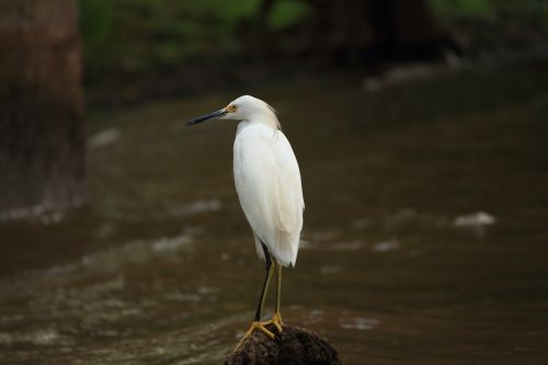 snowy egret white