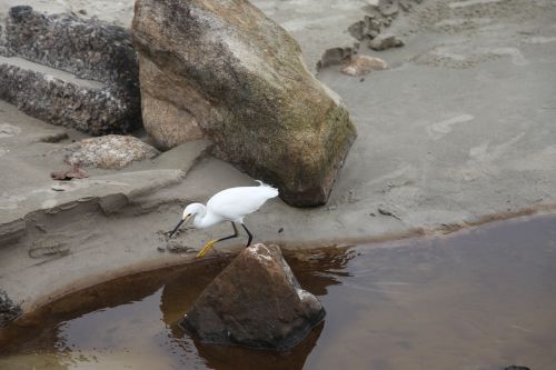 heron beach birds