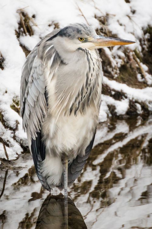 heron grey heron fish eater