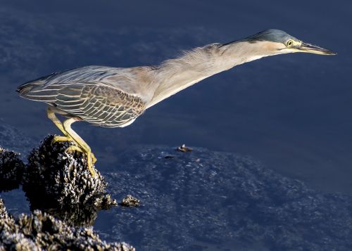 heron striated bird