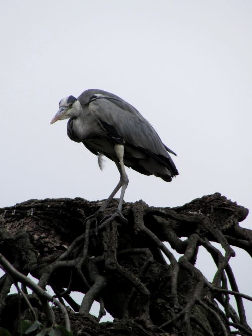 heron bird animals