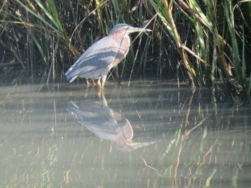 heron bird wildlife