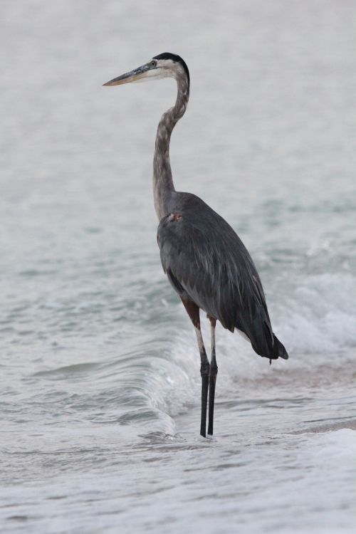 heron bird sea