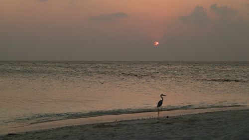 heron sea sun