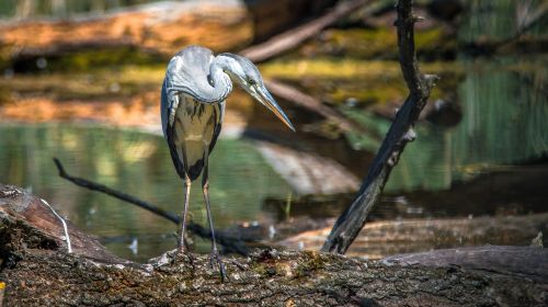 heron bird beak