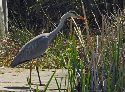 heron fish eater grey heron