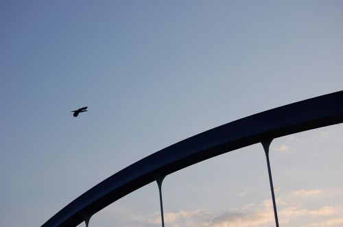 heron bird sky bridge