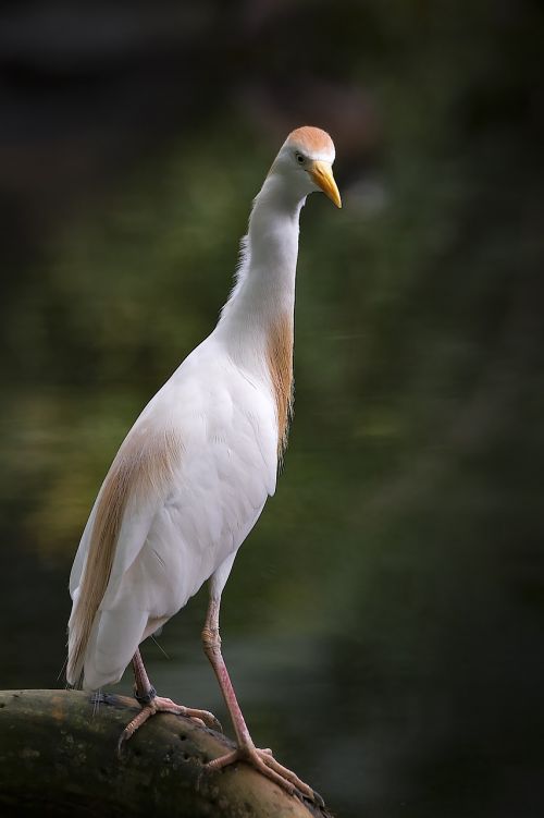 heron cattle egret bird
