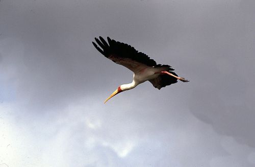 heron heron in flight