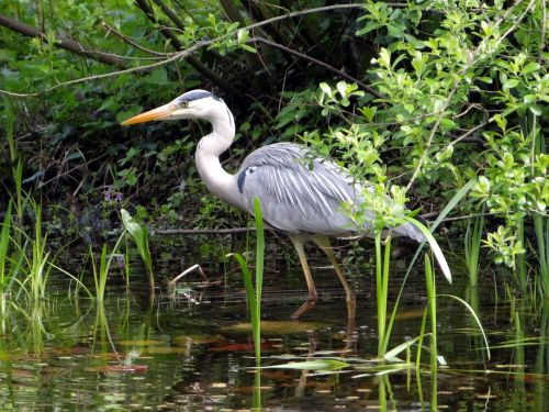 heron bird nature