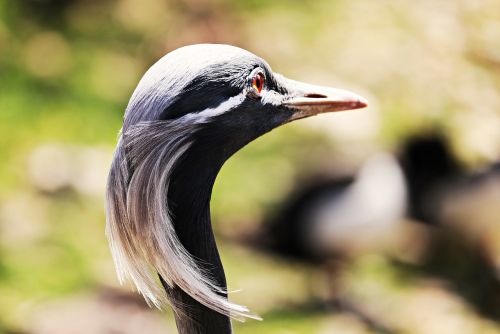 heron bird nature