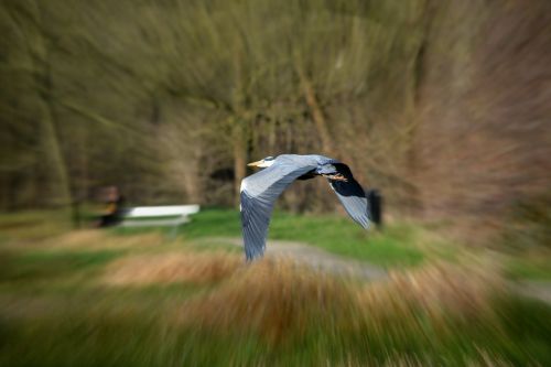 heron bird nature
