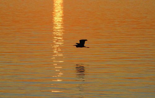 heron silhouette bird