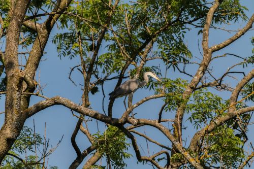 heron bird tree