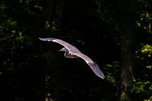 heron bird flight