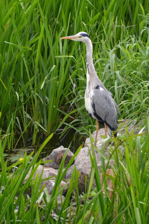 heron egret bird