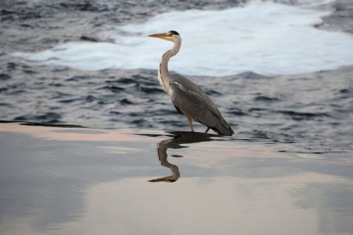 heron reflect nature