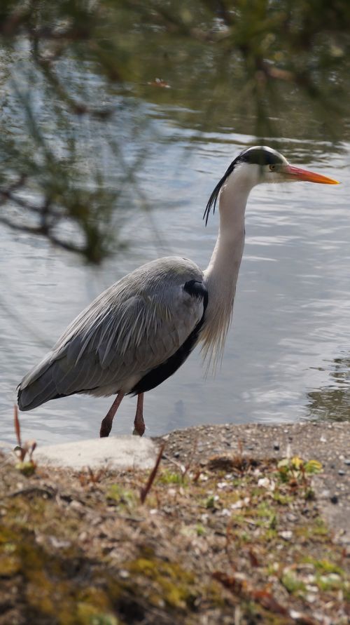 heron japan park