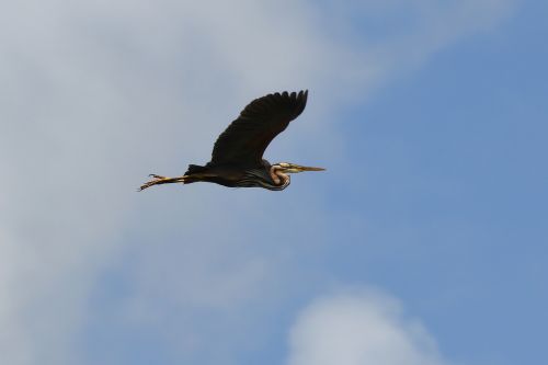 heron flight bird