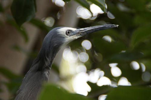 heron grey plumage