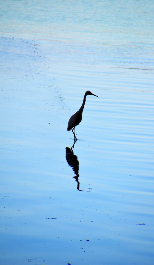 heron water bird mirroring