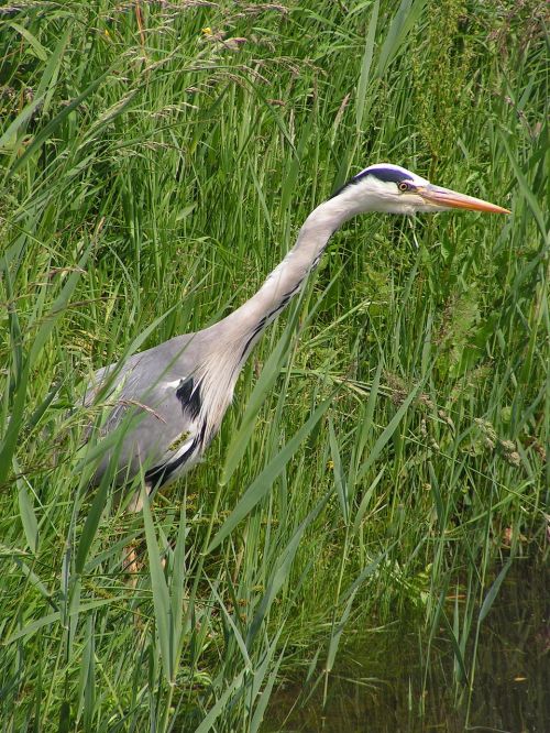 heron silver heron blue heron