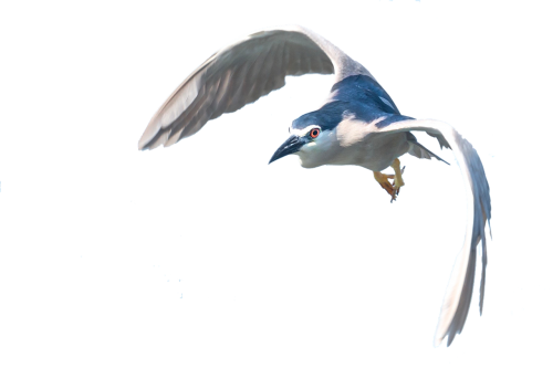 heron flight isolated