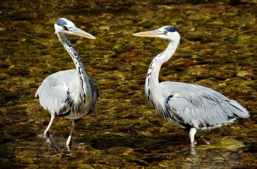 heron bird nature