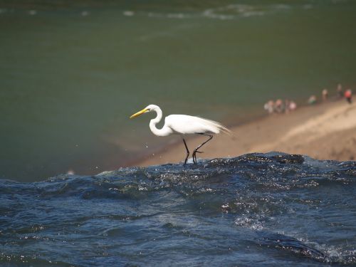 heron birds nature