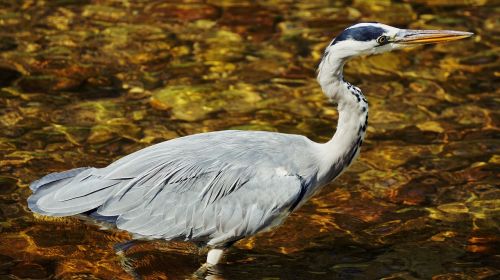 heron bird nature