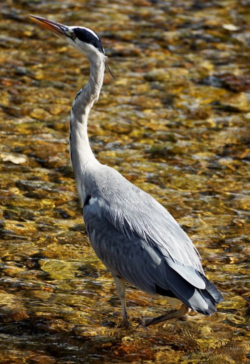 heron bird nature