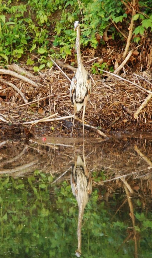 heron reflection bird