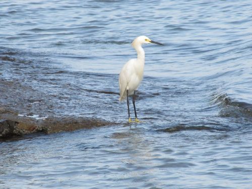 heron bird tropical birds