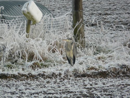 heron cold winter