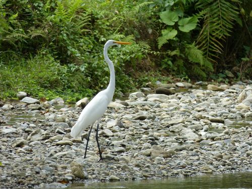 heron bird water