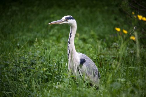 heron grey heron bird