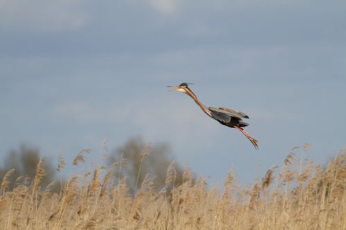 heron purple flight