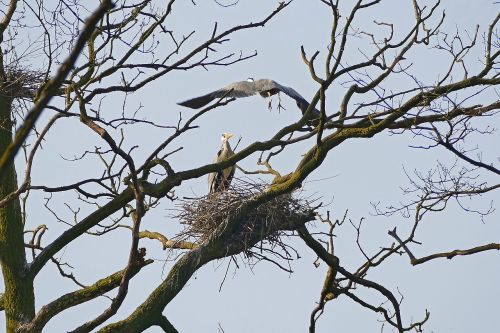 heron nature branch