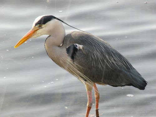 heron bird nature