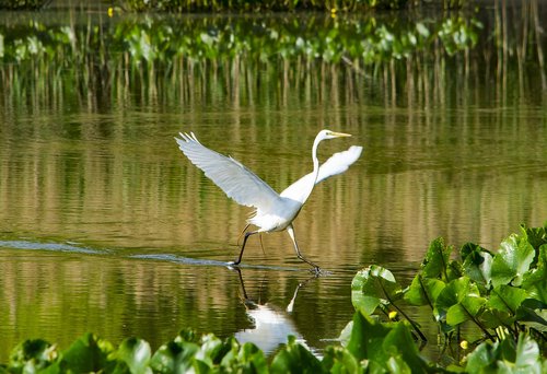 heron  bird  waterfowl