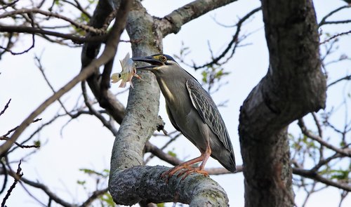 heron  wild  wildlife