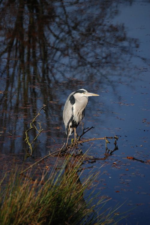 heron ardea cinerea wader