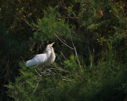 heron  guard beef  camargue